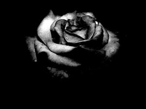 black-rose-image-picture-6